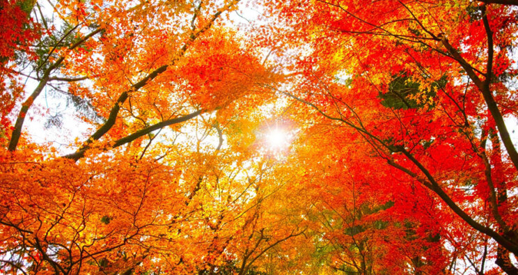 Aranyló ősz ünnep